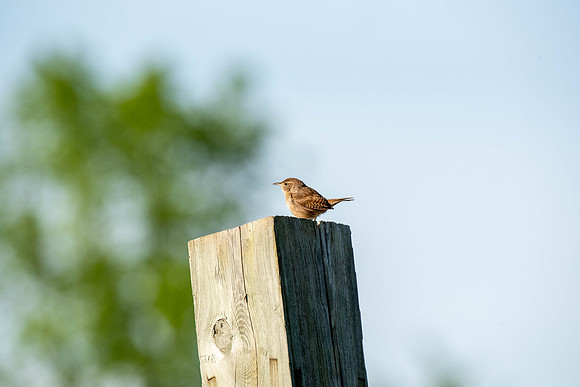 House Wren