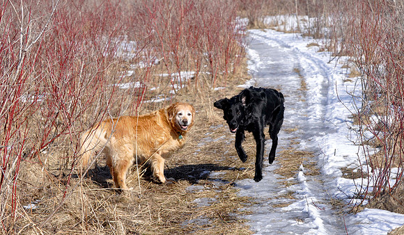 SqueakyM and Finnegan