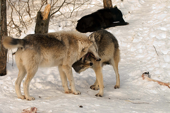 Wolves (captive)