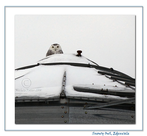 Snowy Owl, Edenvale, ON