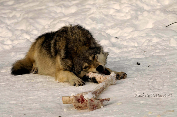 Wolf (captive)