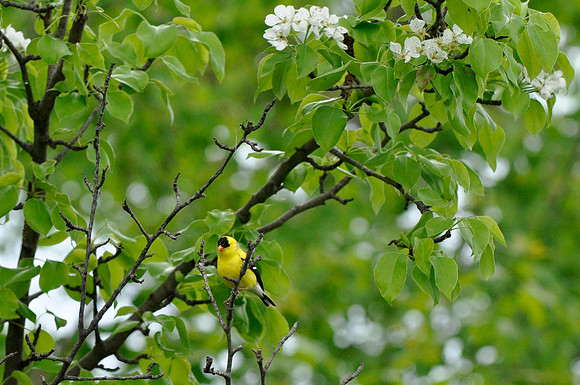 American Goldfinch