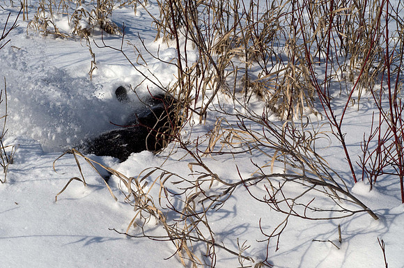 Snow Dog