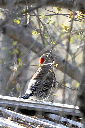 Northern Flicker