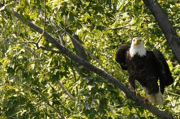 Bald Eagle, Georgina, ON