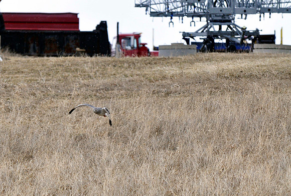Northern Harrier