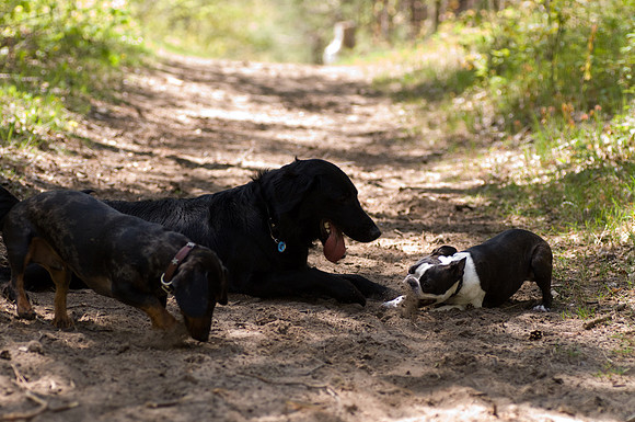 The Boston eats dirt!