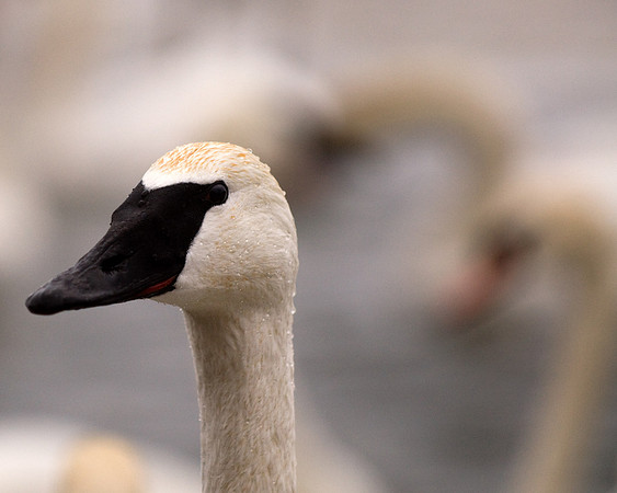 Trumpeter Swan