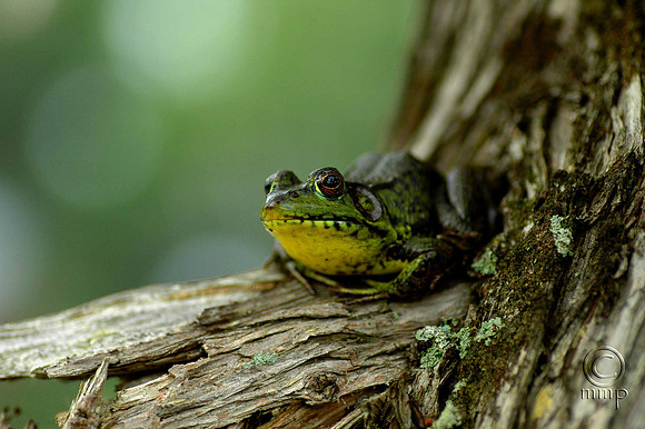 Green Frog