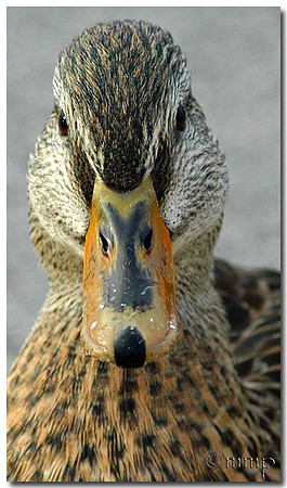 Mallard