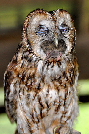 Tawny Owl (Captive)