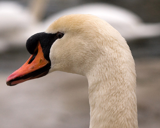 Mute Swan