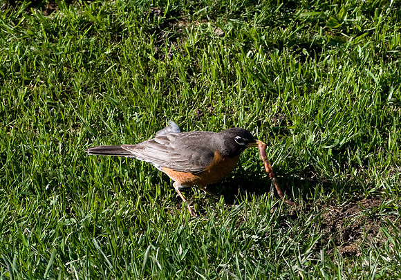 Robin