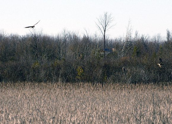 Northern Harriers
