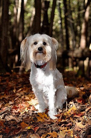 Puffy-D (Chinese Crested Powder Puff)